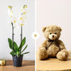 White Phalaenopsis Orchid and Teddy Bear!