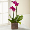 Fuchsia Orchid Flainopsis