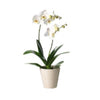 Orchid White Phalainopsis