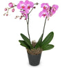 Festive Pink Orchid