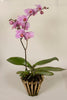 Fuchsia Orchid Falainopsis