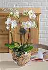 White Falainopsis Orchid in Ceramic