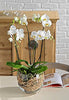 White Falainopsis Orchid in Ceramic