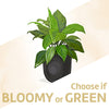 A Plant Selected by Our Experienced Florists!