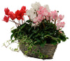 Composition in a Basket with Cyclamen