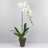White Falainopsis Orchid