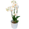 Falainopsis Orchid
