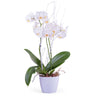 White or Fuchsia Falainopsis Orchid in Kaspo