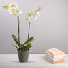 White Falainopsis Orchid