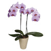 Double Orchid in Ceramic Pot