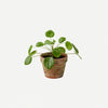 Pilea plant