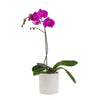 Fuchsia Orchid Falainopsis