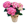 Potted Hydrangea (Choose Color)
