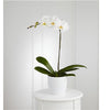 White Orchid in Pot