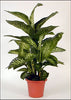 Difenbachia plant