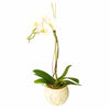 Falainopsis Orchid in a Ceramic Vase