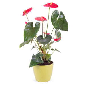 An impressive indoor plant with red flowers and great durability.