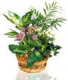 Impressive composition of plants with flowers and intense foliage in a beautiful basket to decorate the space of your loved ones.