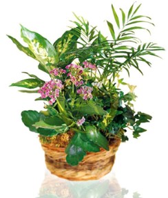 Ενυπωσιακή σύνθεση φυτών με άνθη και έντονα φυλώμματα σε ένα όμορφο καλάθι για να διακοσμήσει τον χώρο των αγαπημένων σας.
