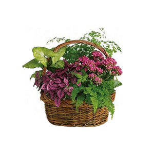 Basket with Plants