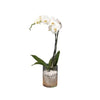 Whale Orchid in Glass