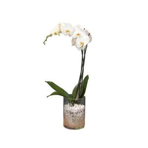Whale Orchid in Glass